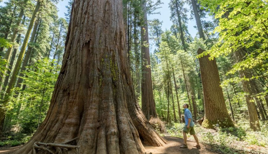 Man looking up at Sequoia tree at Calaveras Big Trees State Park