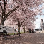 Cherry blossoms blooming in Portland, OR in spring