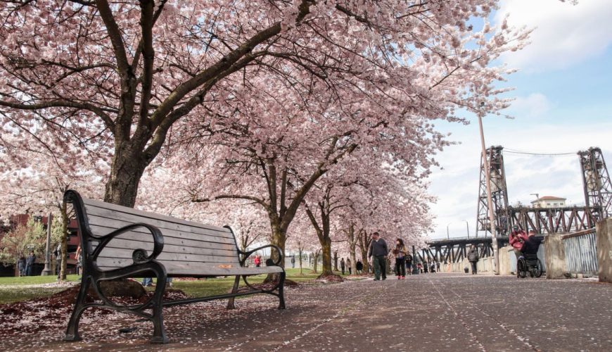 Cherry blossoms blooming in Portland, OR in spring